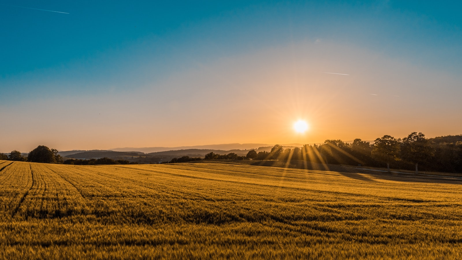 Farmer reviewing crops in a green field